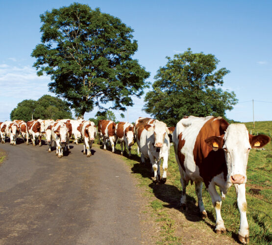 Cattle Working Systems: How to Handle Cattle