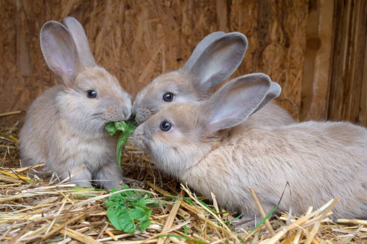 How to Keep Rabbits Cool in the Summer Outside