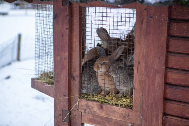 How to Keep Rabbits Warm in Winter