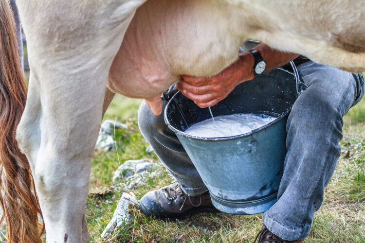 How to Milk a Cow By Hand