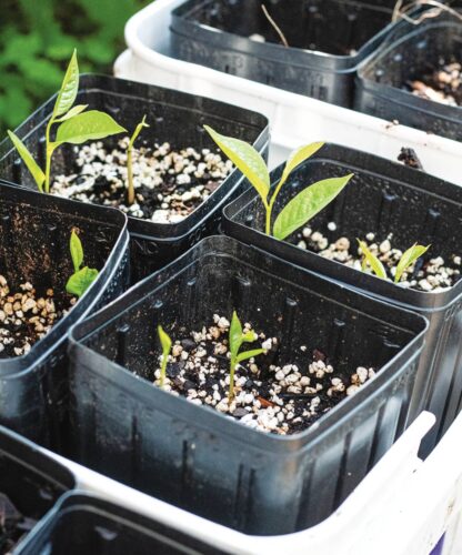How to Plant Pawpaw Seeds