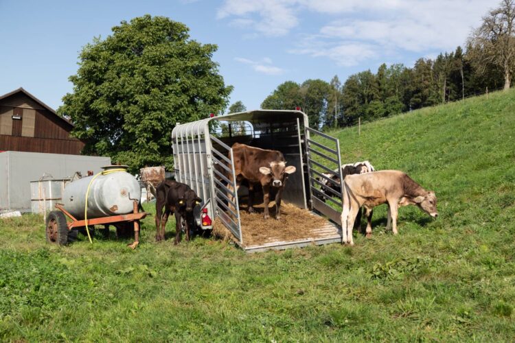 How to Prepare and Load a Livestock Trailer