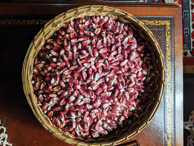 10 Indigenous Corn Cultivars Image