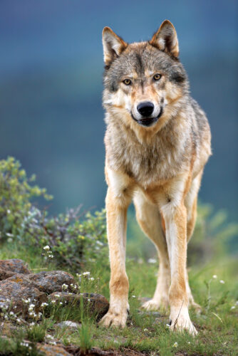 Keystone Species Examples: How Predators Create Abundance and Stability