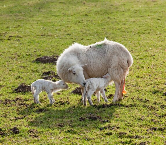 How Long Are Sheep Pregnant For + Lambing Guide