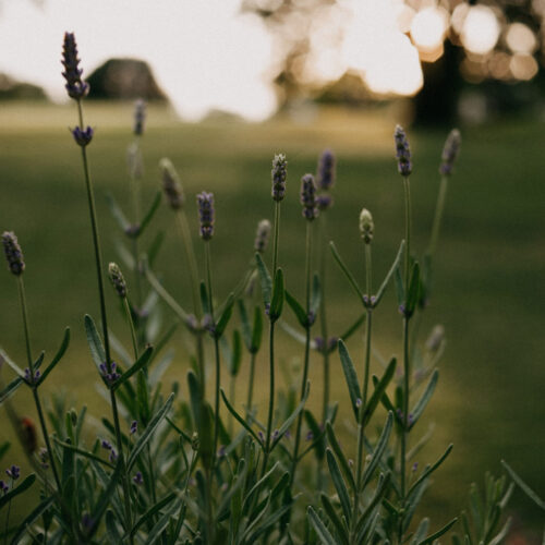 5 Plants Used for Skin Care