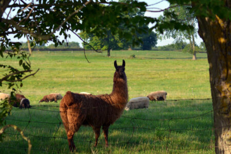 Natural Guardian Animals: Guard Llamas, Dogs and Donkeys Image