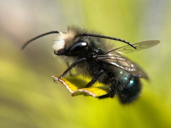 Where Do Mason Bees Live?
