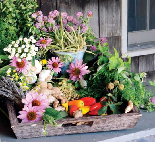 75 Medicinal Plants and Their Uses