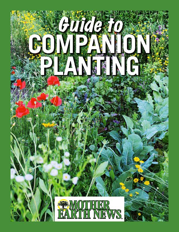 Guide to Companion Planting