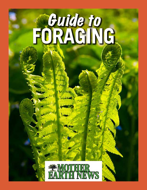 Guide to Foraging