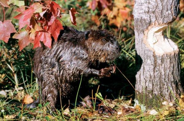 Busy Beavers: Nature's Ecosystem Engineers