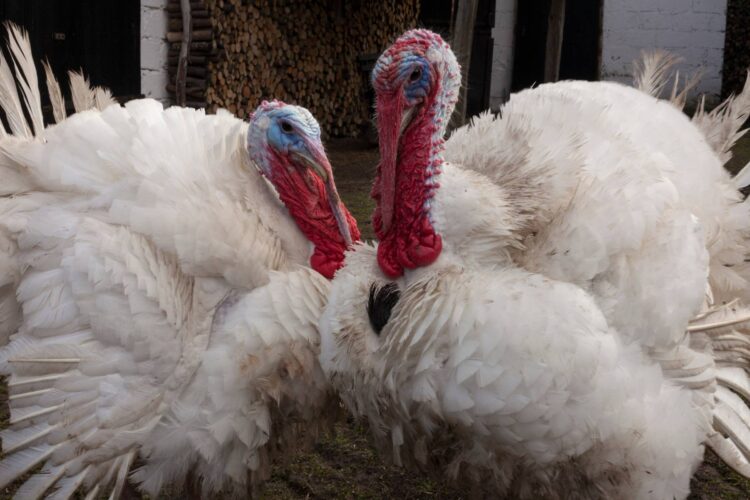 Heritage Turkey Breeds: Which is for You