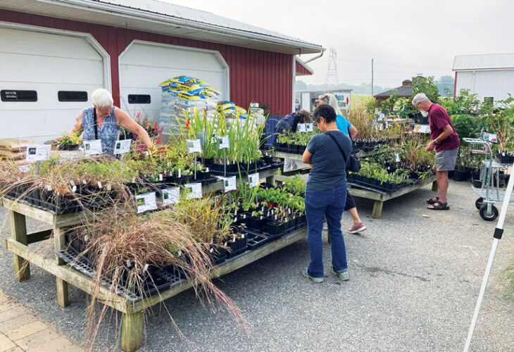 Organize a Monarch Butterfly Group