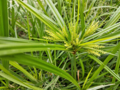 Nutsedge Weed: The Edible Garden Foe Image
