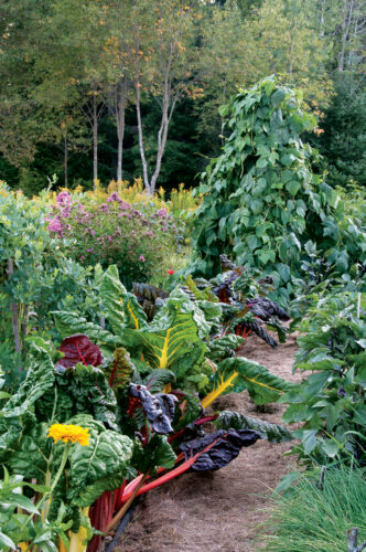 40 Backyard Vegetable Gardening Tips and Tricks to Maximize Your Harvest