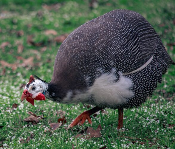 Guinea Fowl Care, Health, and Management