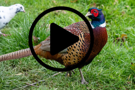 Raising Pheasant Chicks Image