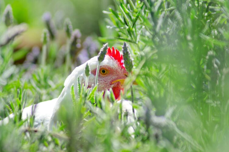 Edible Herbs For Chickens to Prevent Pests