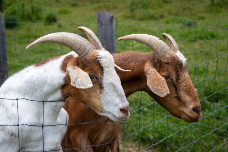 Raising Goats 101: Strategies for Success