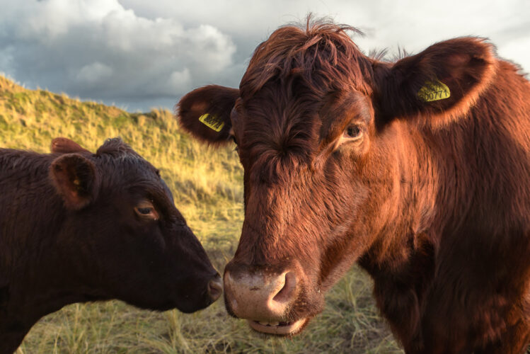 Red Poll Cattle: Heritage Livestock Breeds