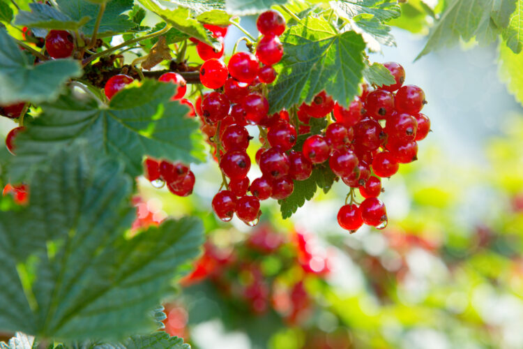 Growing Uncommon Fruits