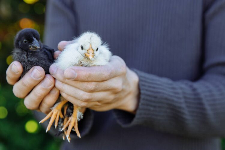 How to Sex Baby Chickens