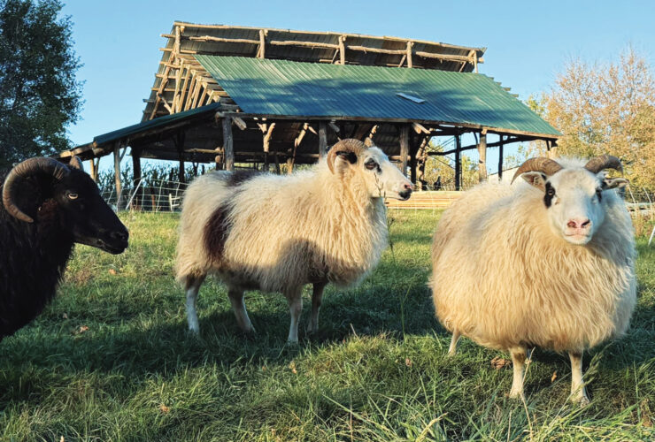 Sheep Housing Design Ideas