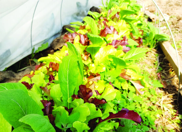 Starting Seeds vs Buying Plants