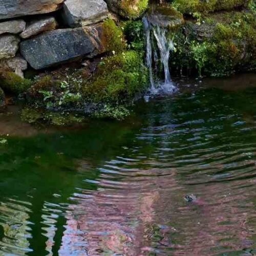 Create a Living Landscape