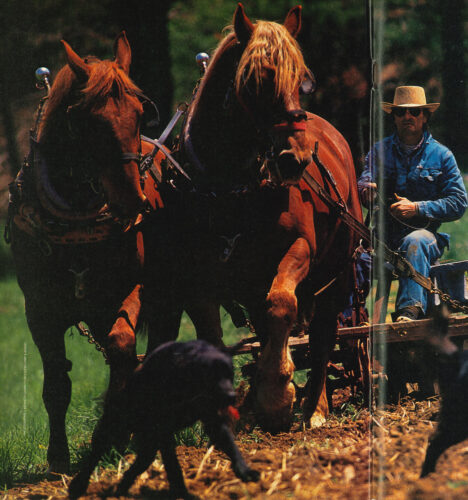 Suffolk Punch Horse: British Draft Horse Breed