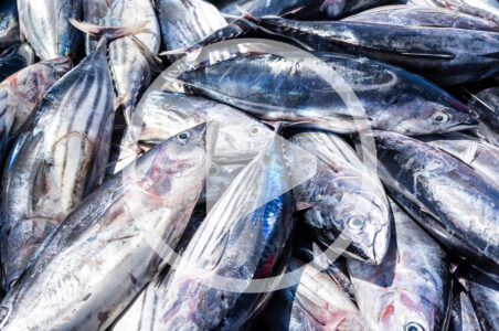 Sustainable Fishing and Seafood Image