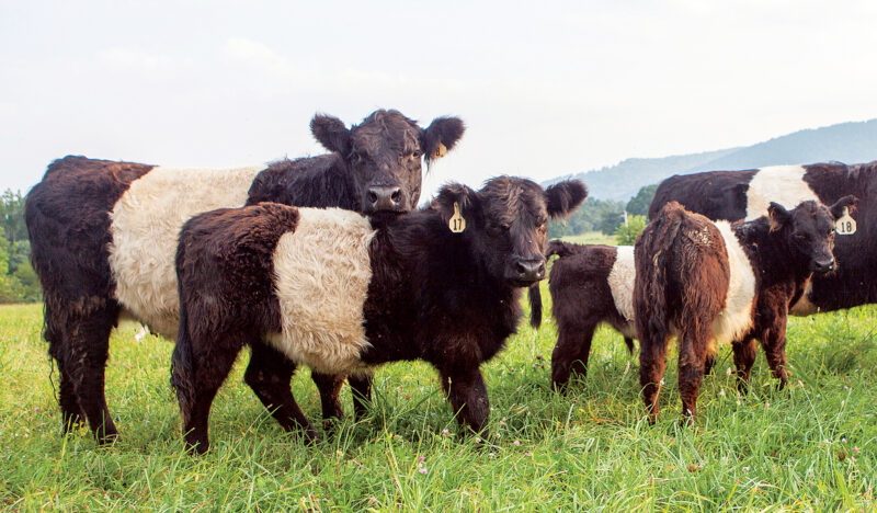 What’s Right with Sustainable Ranching