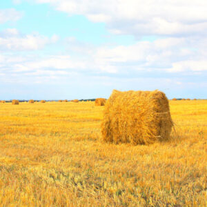 Switchel Recipe Image