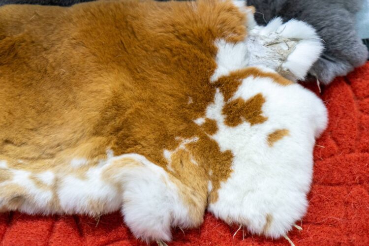 How to Tan a Rabbit Hide