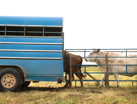 Fully Loaded: Types of Trailers for Your Homestead