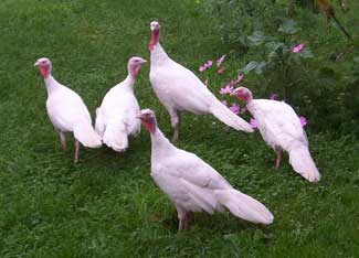 Midget White and Bourbon Red Turkeys are Better!