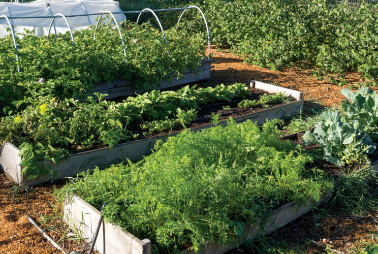 Vegetables That Grow Year-Round