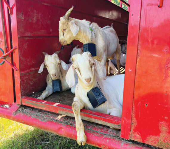 What is Virtual Fencing for Livestock?