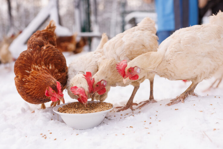 What to Feed Chickens in Winter