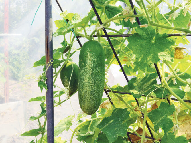 Garden Problems and Solutions