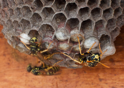An Effective and Non-Toxic Solution for Getting Rid of Yellow Jackets Nests Image