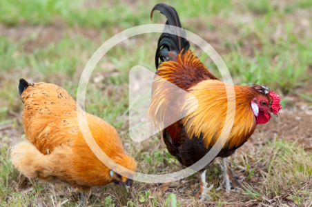Chicken Breeds for Beginners Image