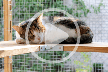 Creating Catios Image