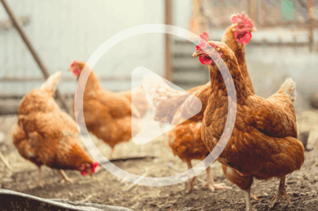 The True Cost of Chickens Image