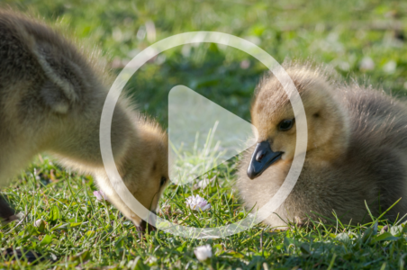 Hatching Goose, Guinea, and Duck Eggs Image