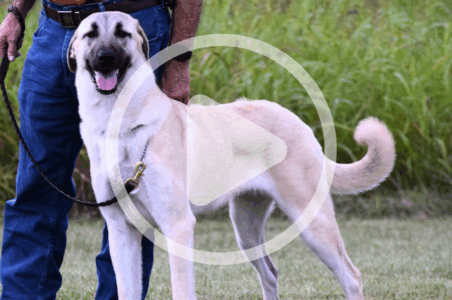 Dogs Guarding Livestock Image