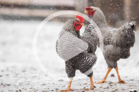 Prepping Your Flock for Severe Weather Image