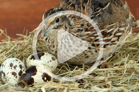 Raising Quail for Meat and Eggs Image