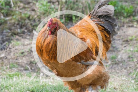 Rare Poultry Breed Update Image